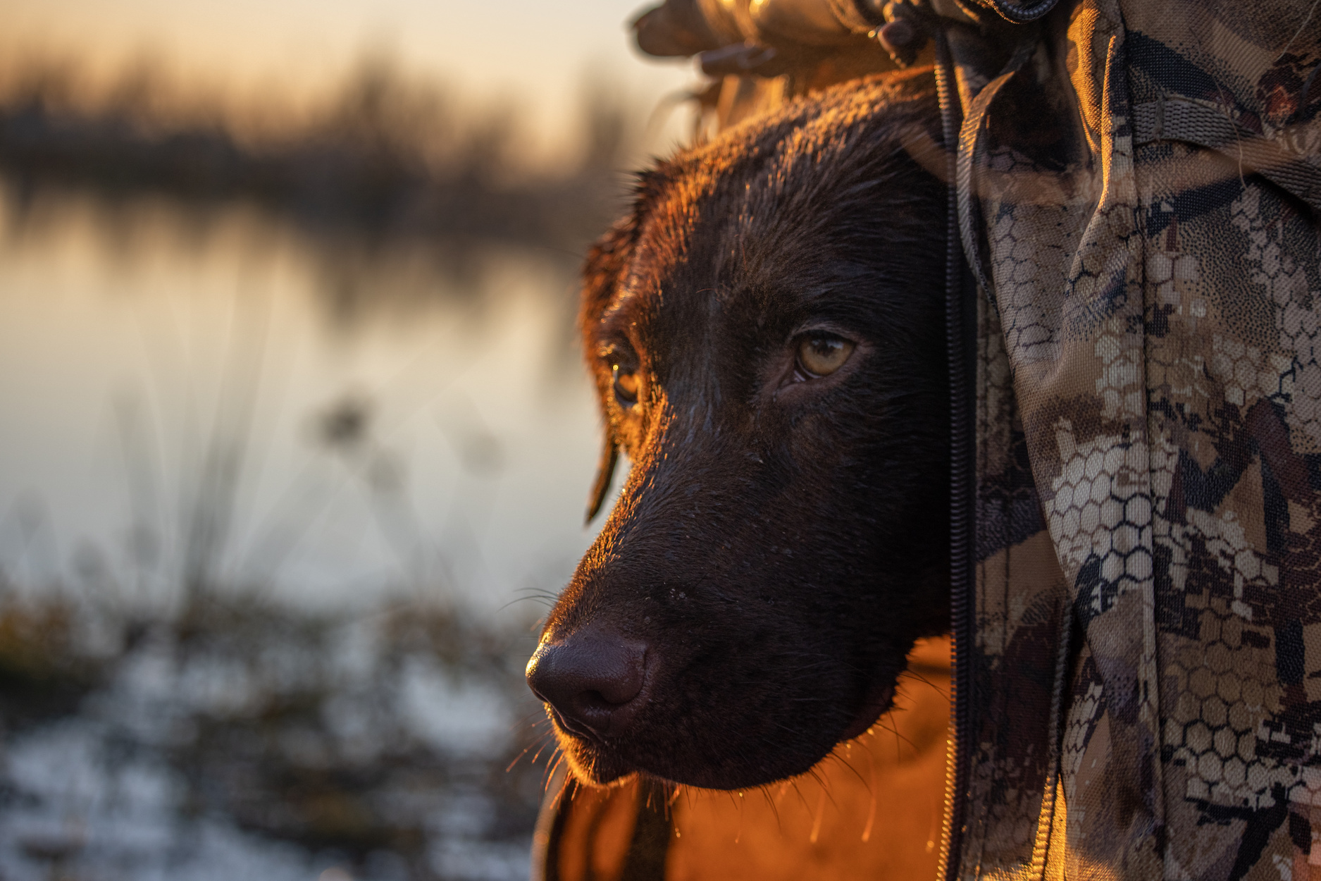 A chocolate Lab in a duck blind.