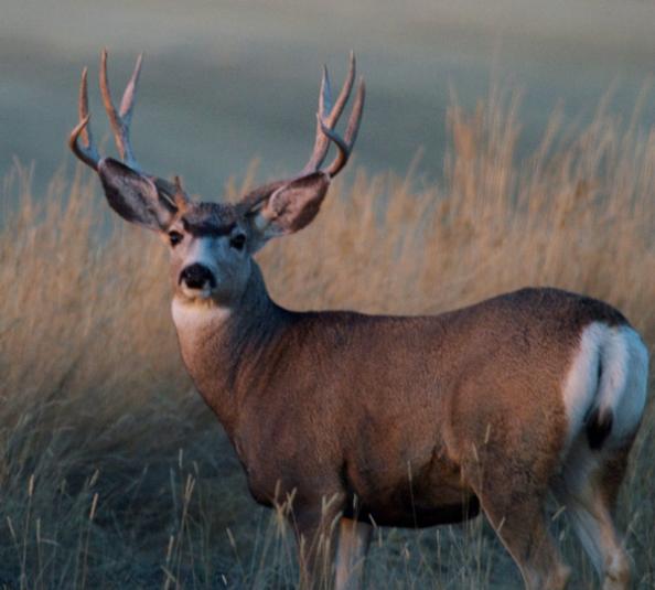 Arizona Deer Season 2012: Hunting Forecast