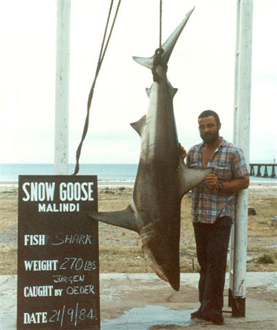 world record shark