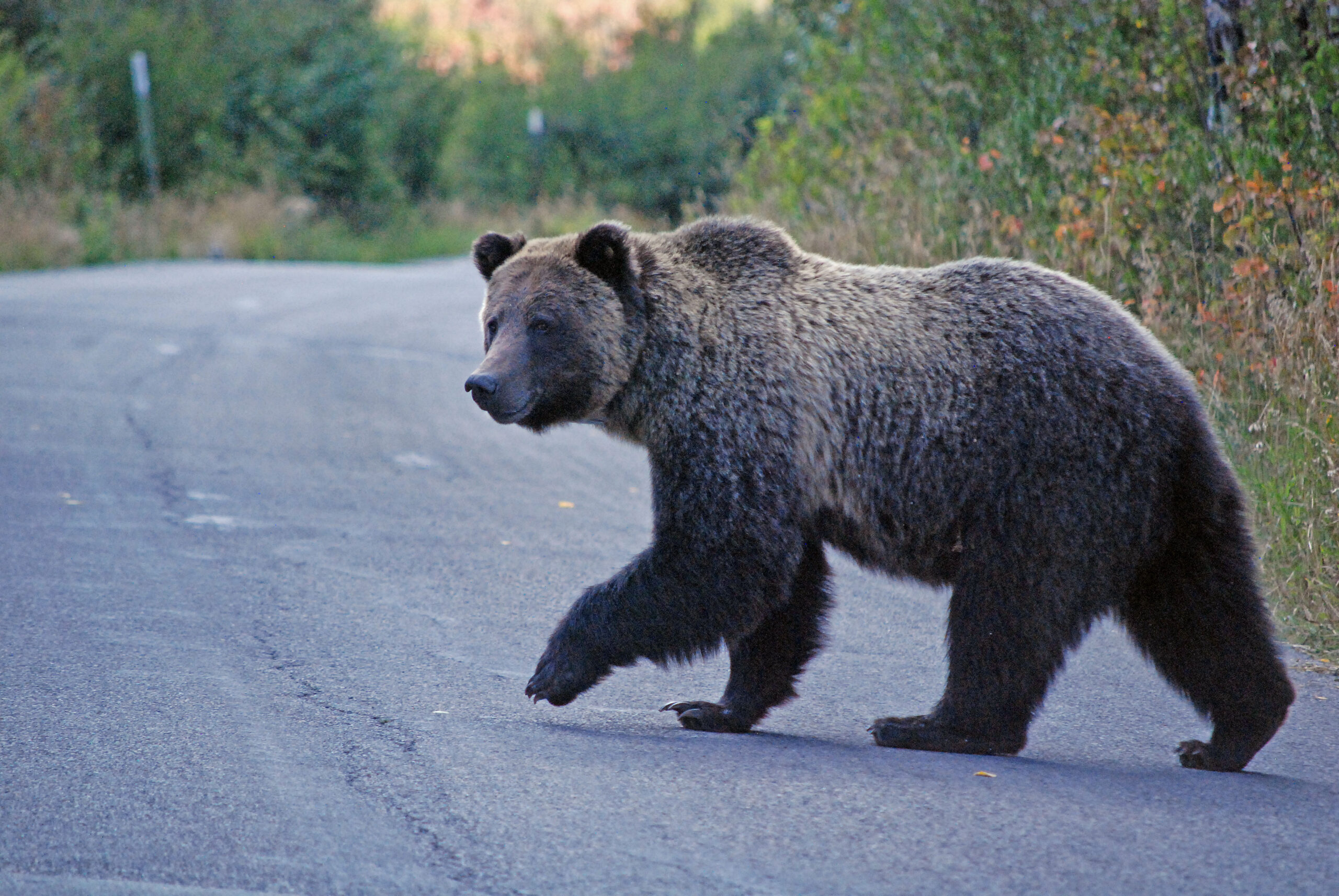 Fatal Grizzly Attack in Montana Stirs Calls for Bear Control | Outdoor Life