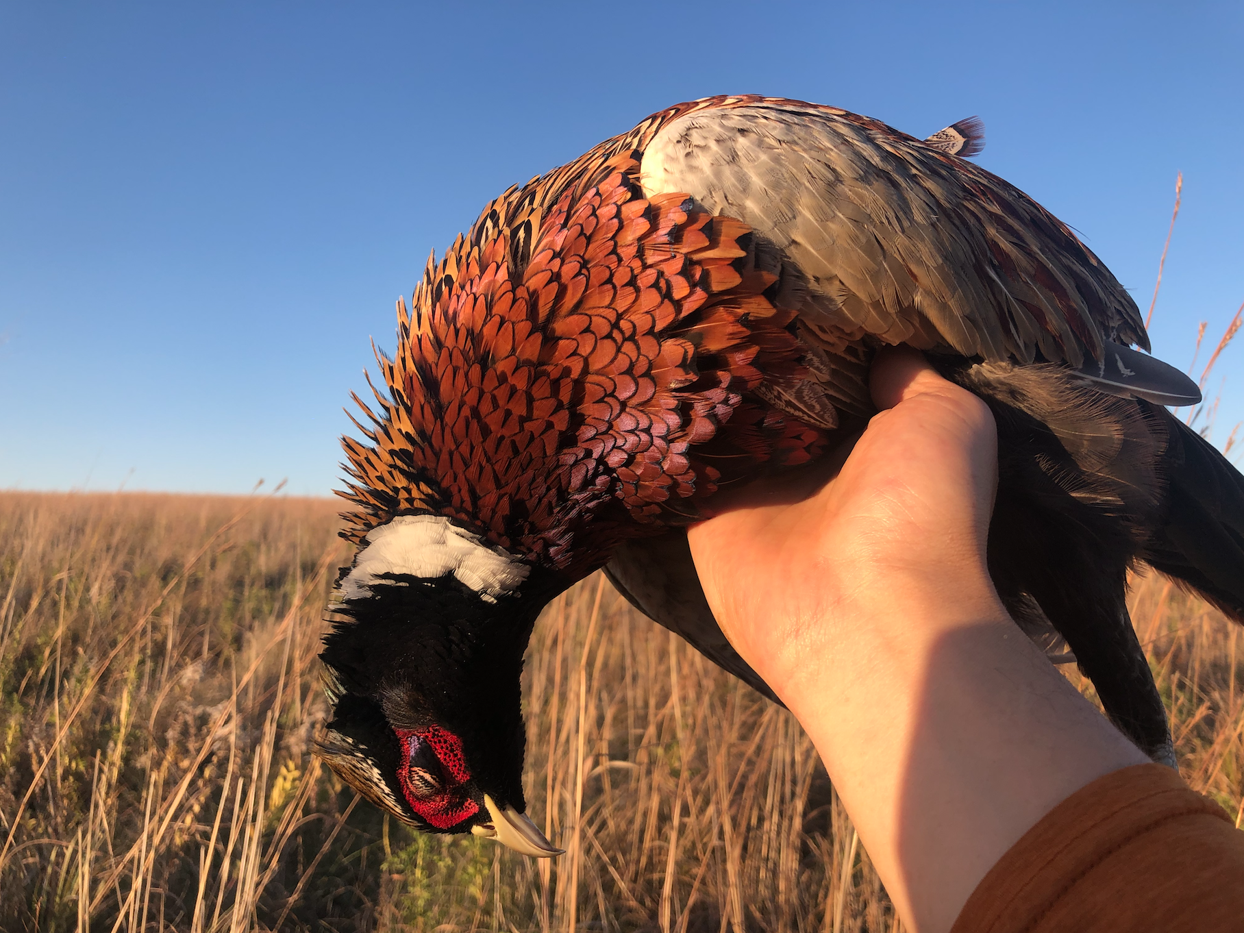 A Guide to Wild Pheasant Hunting in North America - Project Upland