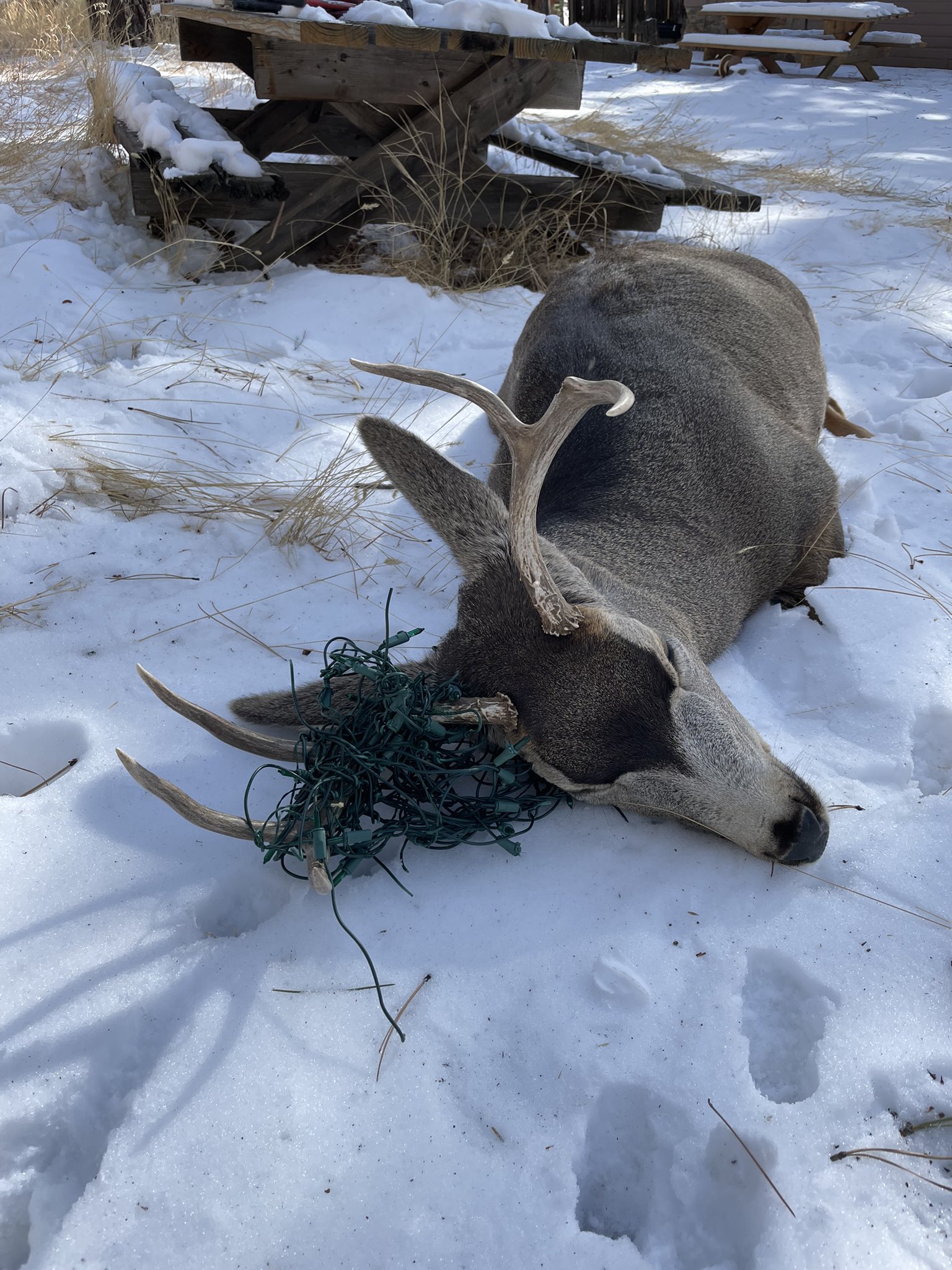 universitetsstuderende Bugt mave A Colorado Mule Deer Snags Christmas Lights in Its Rack | Outdoor Life