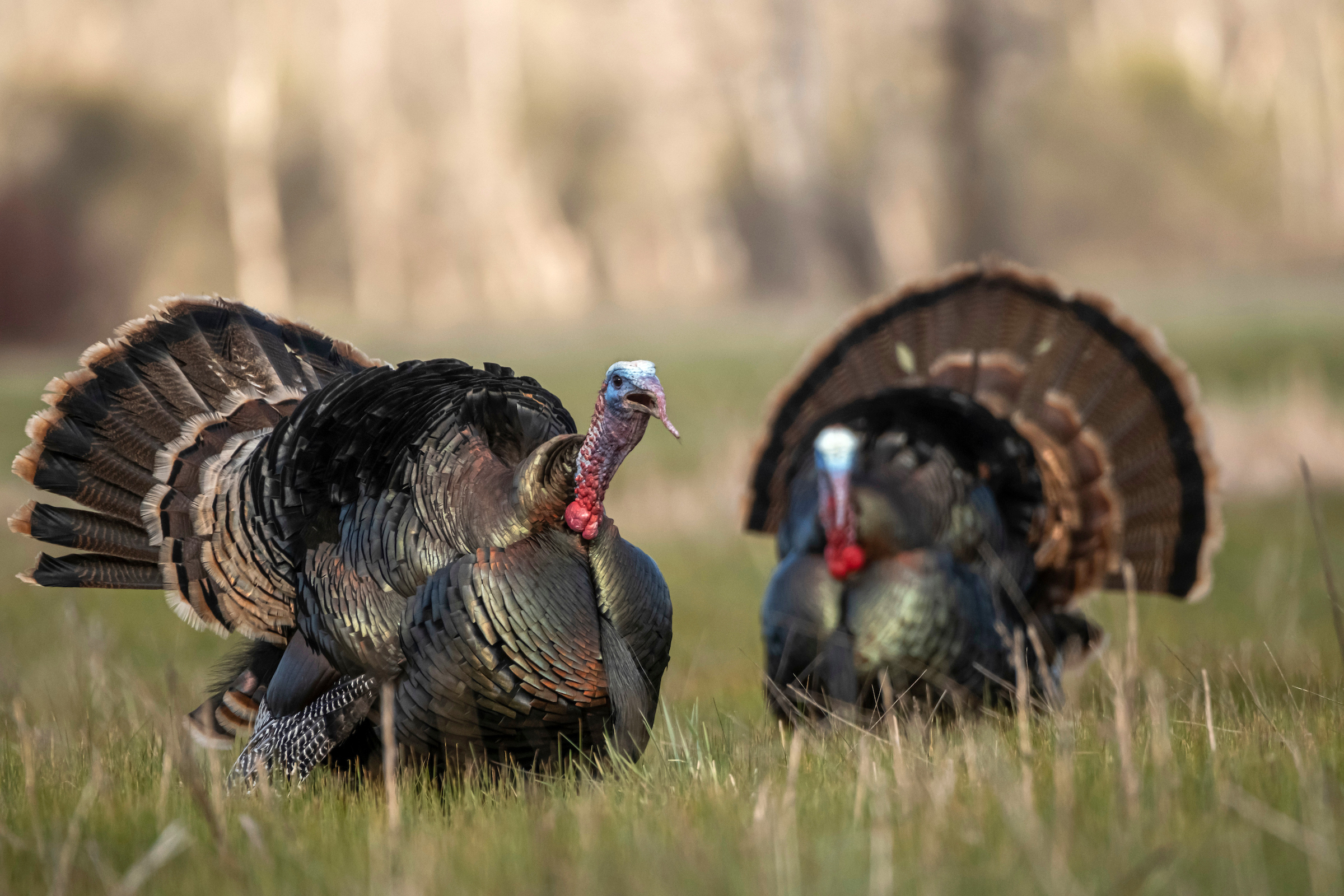 Your StatebyState Spring 2022 Turkey Hunting Forecast Outdoor Life