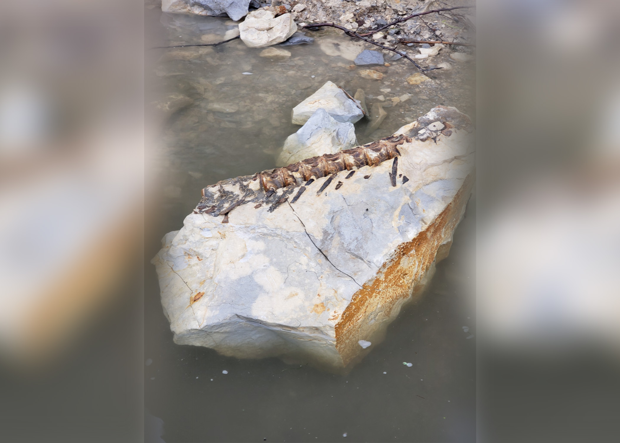 Kayak Fisherman Snags 90-Million-Year-Old Fish Fossil in Missouri River |  Outdoor Life