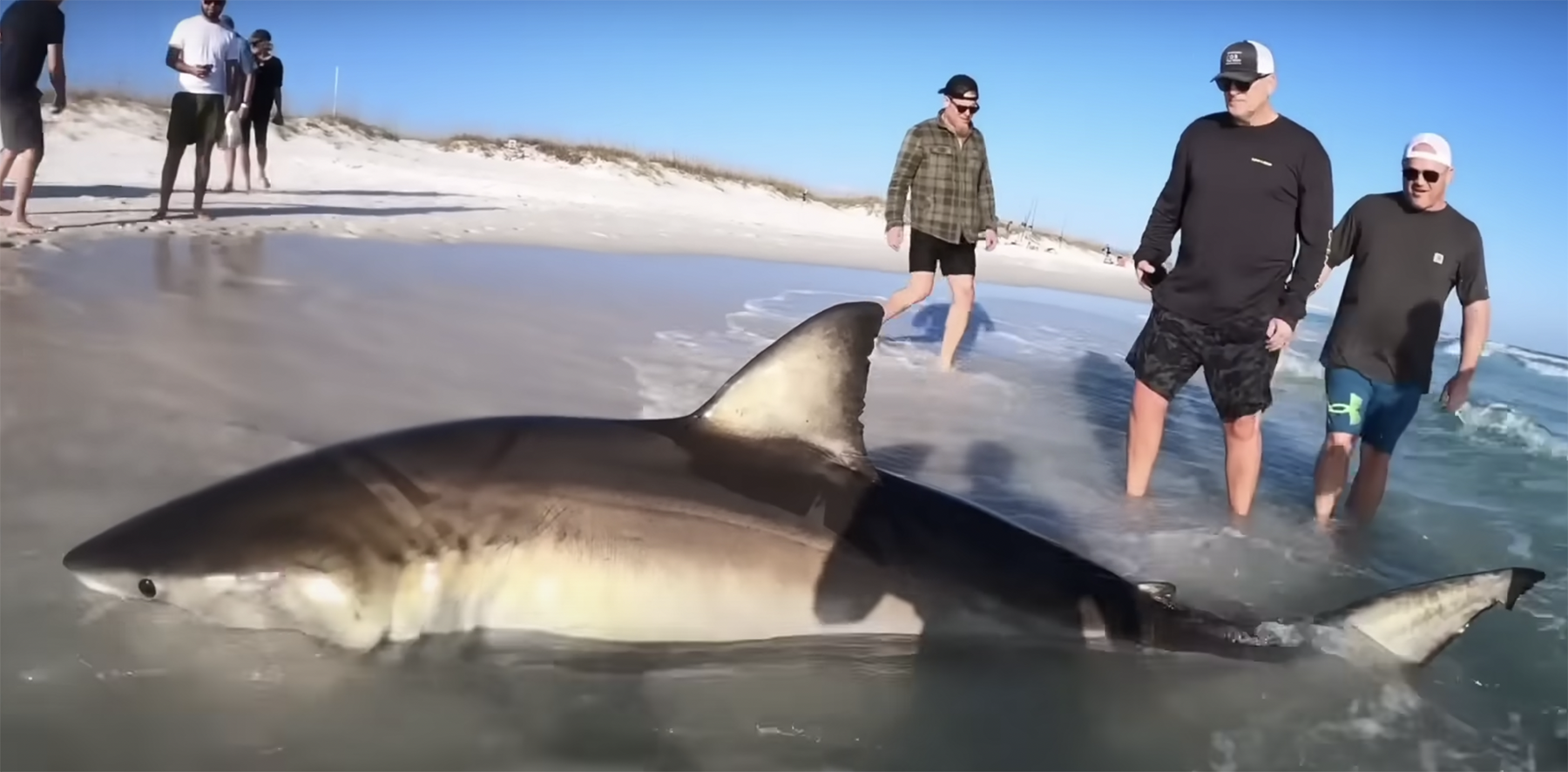 large shark caught