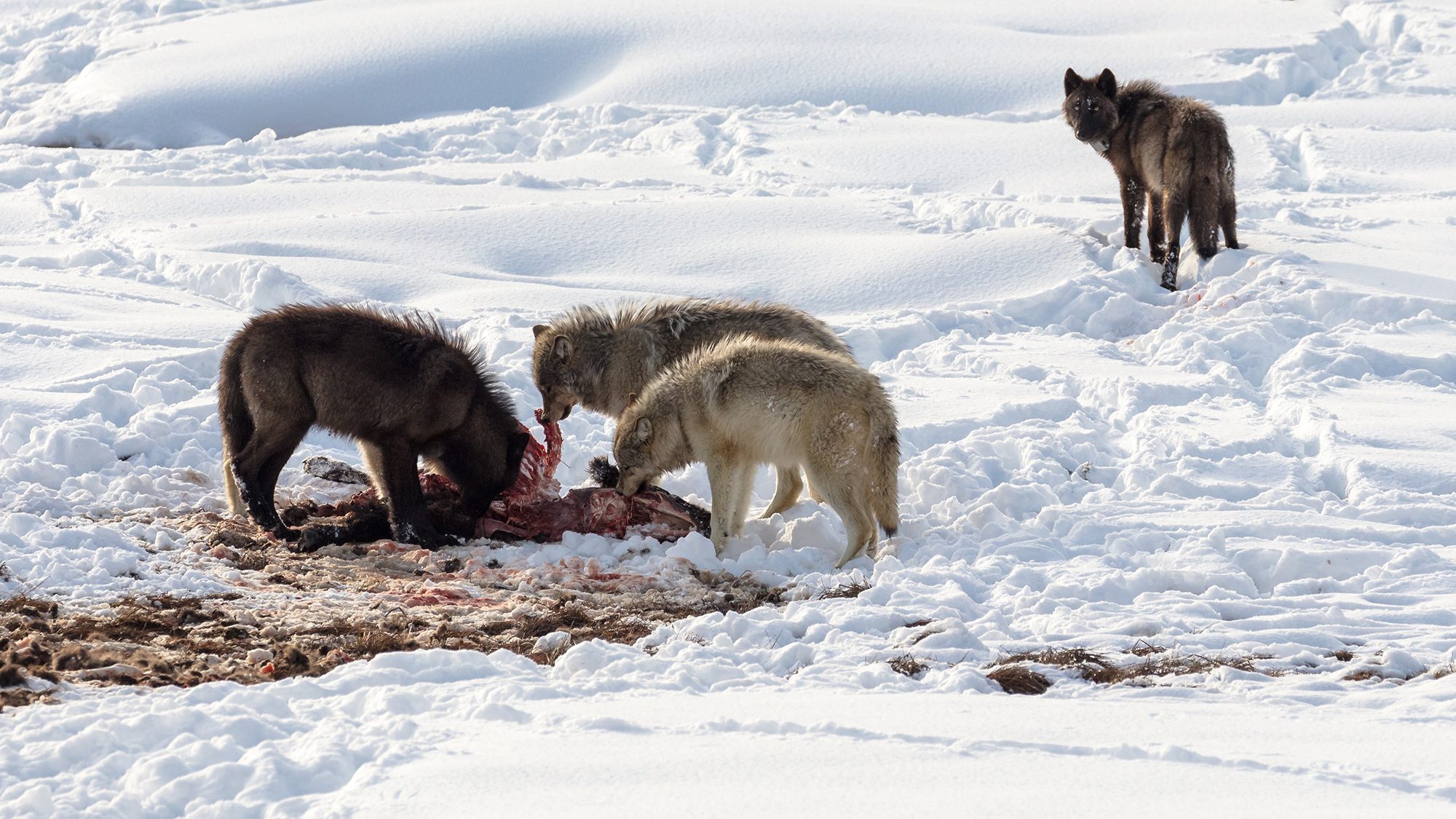 pack of gray wolves hunting