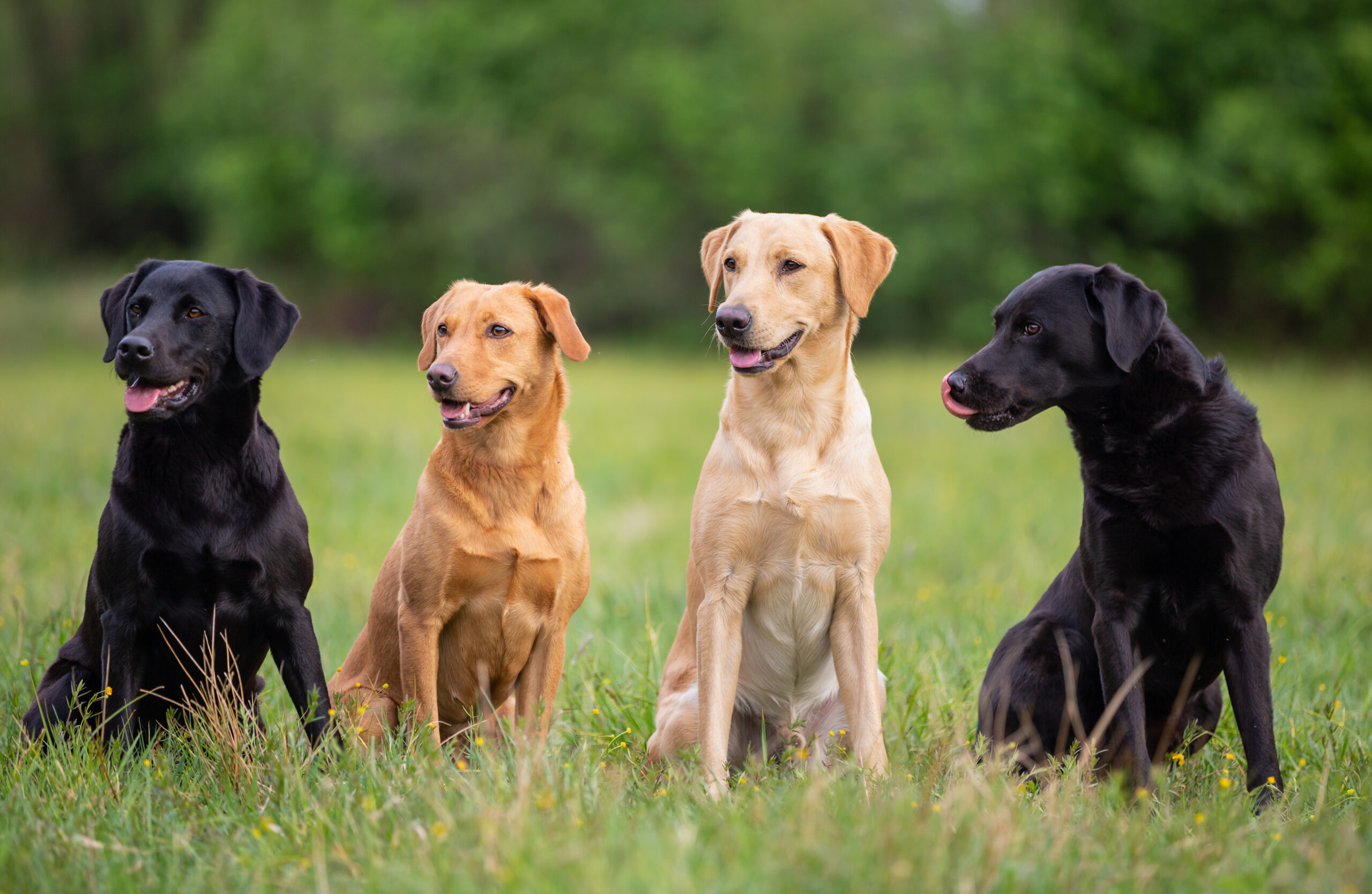 Everything You Ever Wanted to Know About Labrador Retriever Colors ...