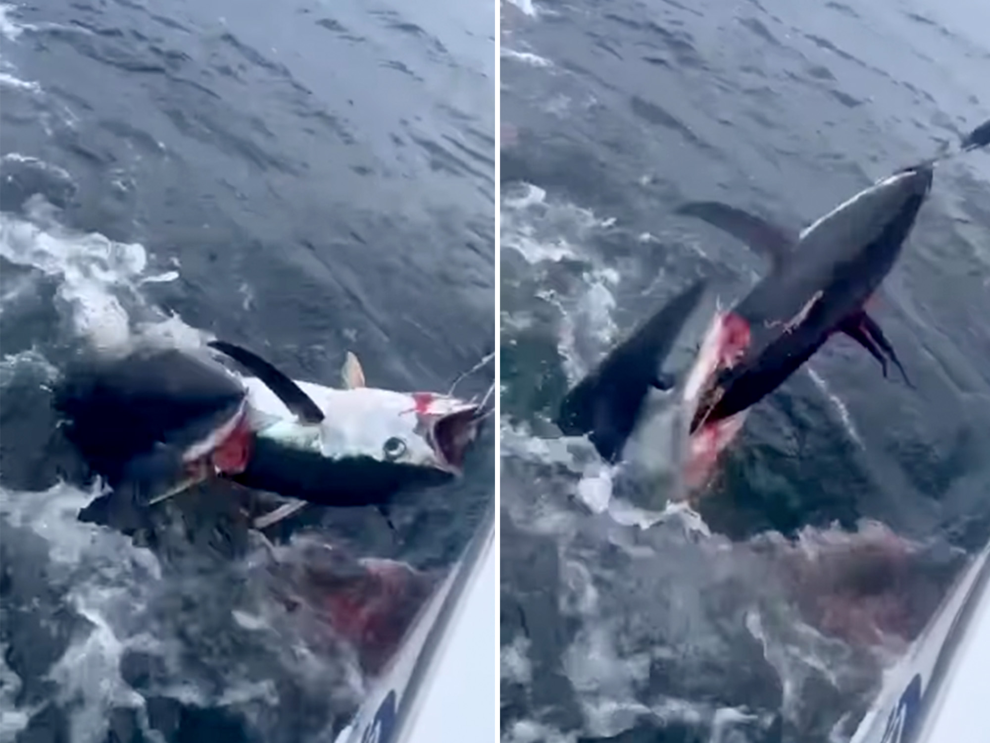 shark attack bites man in half