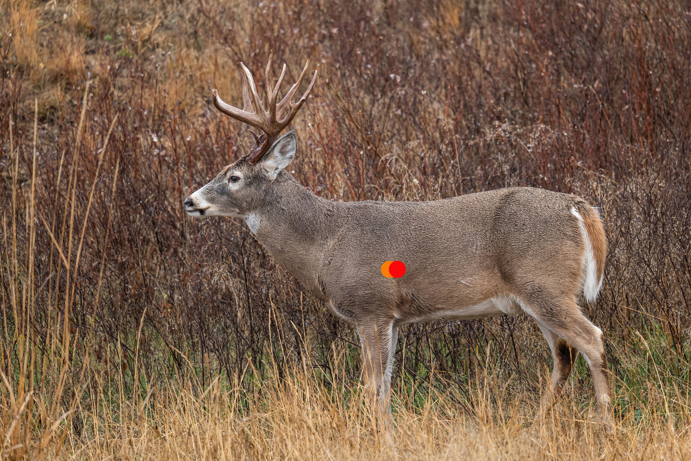 where-to-shoot-a-deer-outdoor-life