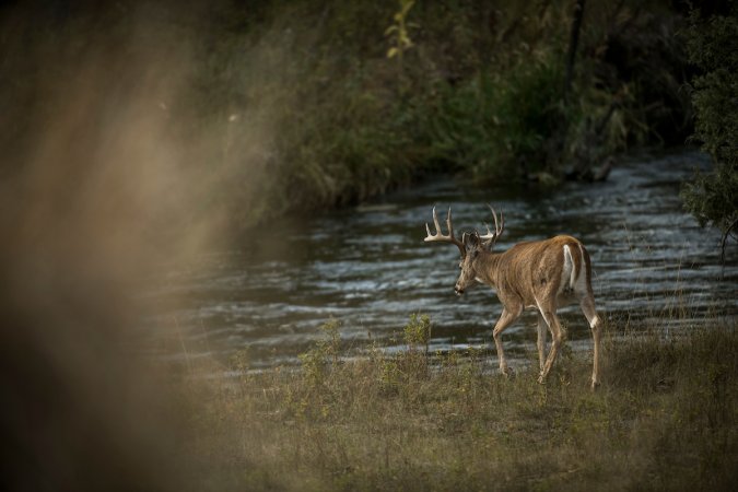 riverbottom deer drive