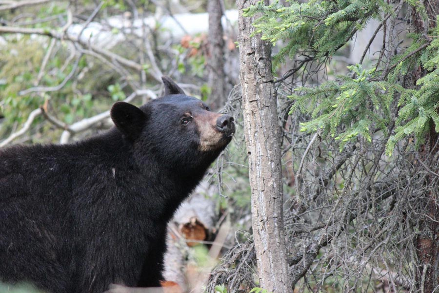 black bear in woods