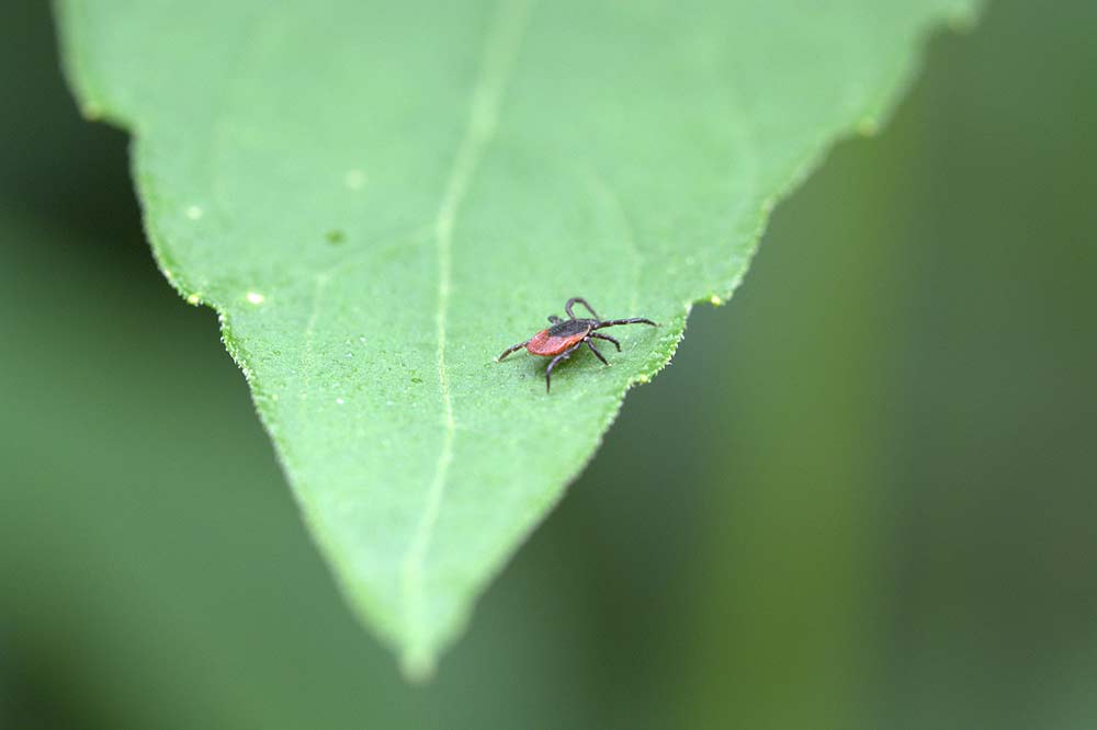 tick on a leaf