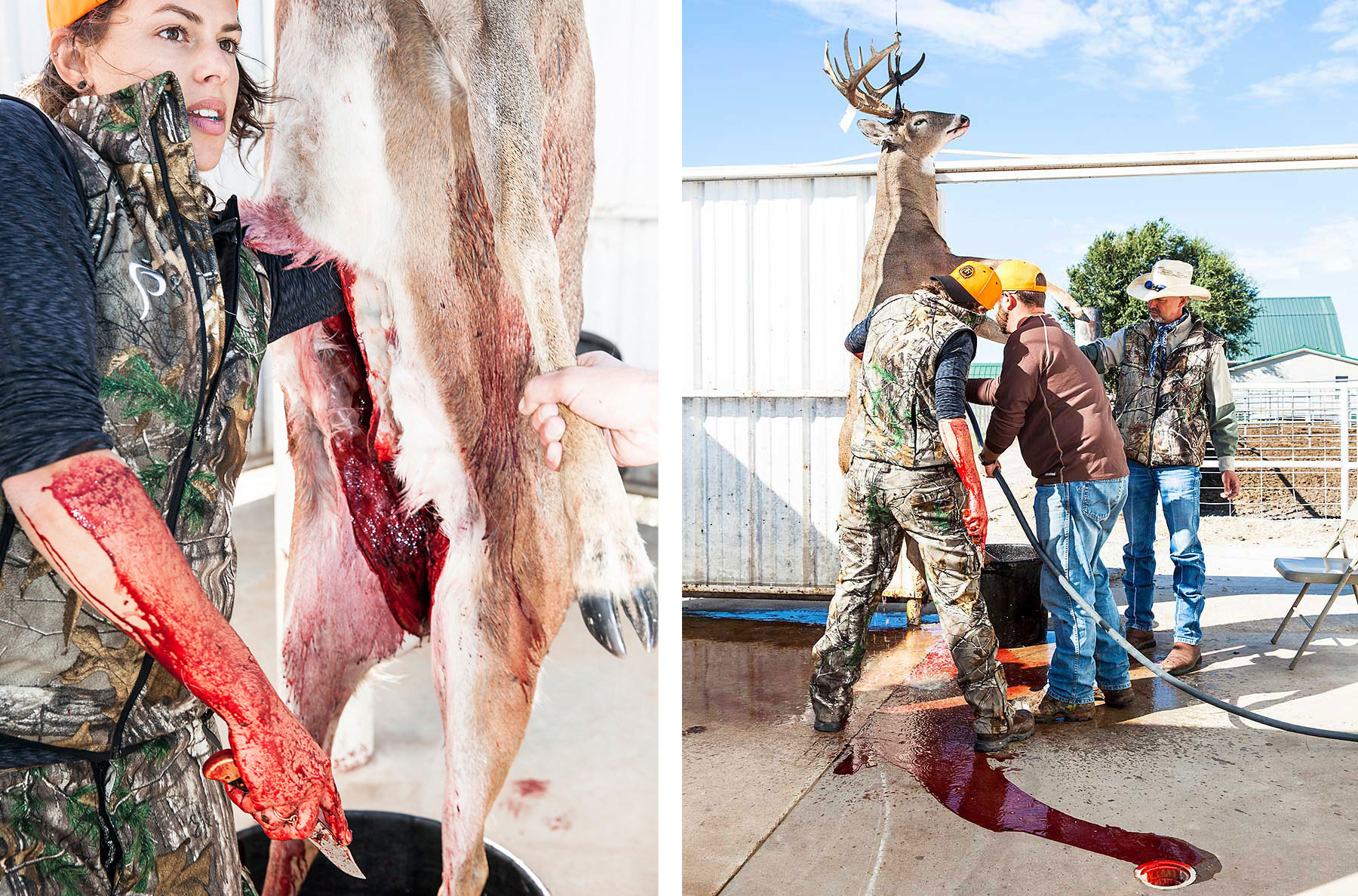 Hanging a buck head-up while gutting.