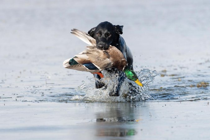 black lab retrieving duck from pond