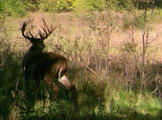 whitetail buck in field