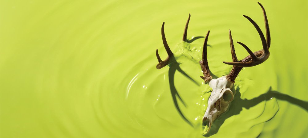 deer skull and antlers in green liquid