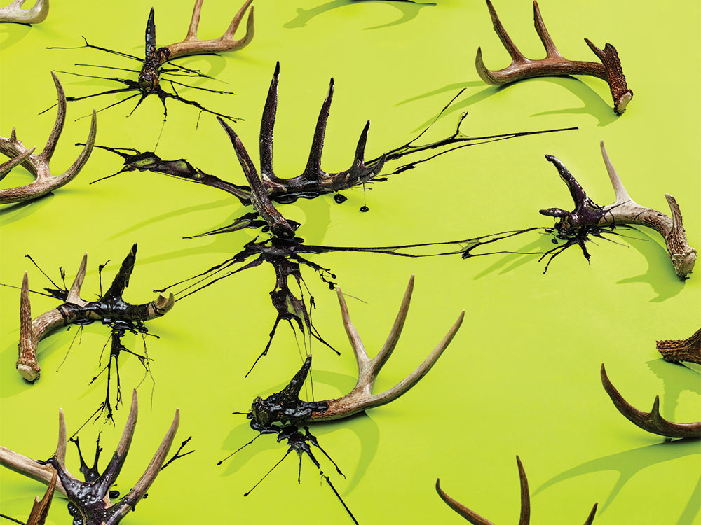 deer antlers in tar and oil