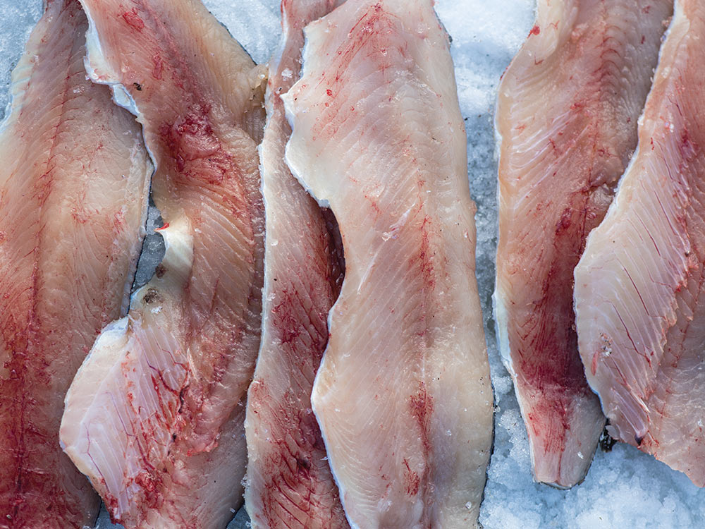 fillets of trout on ice