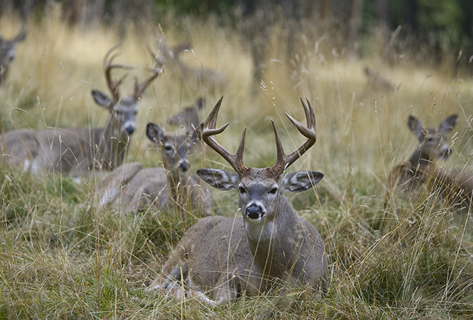 Montana bucks bedded with doe