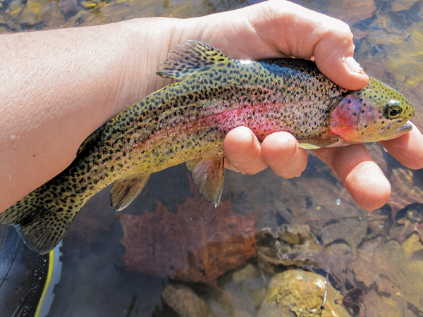 The Ultimate Guide to Spin Fishing for Fall Trout
