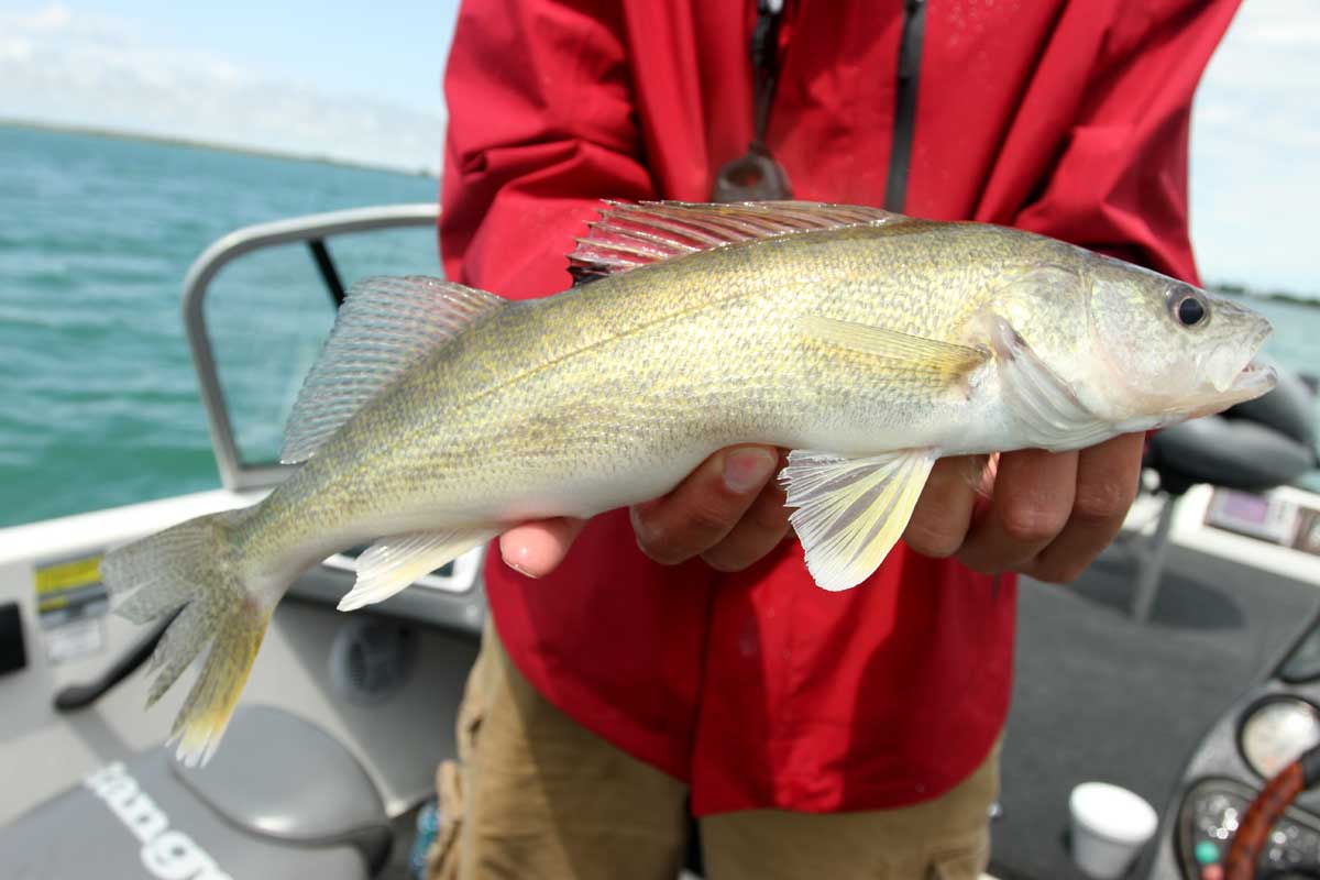 WALLEYES AFTER DARK • by Robert Gwizdz – Great Lakes Angler