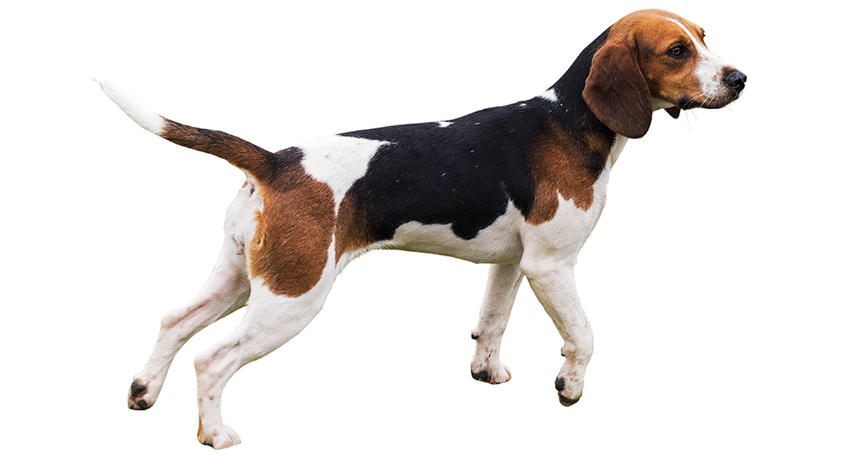 beagle