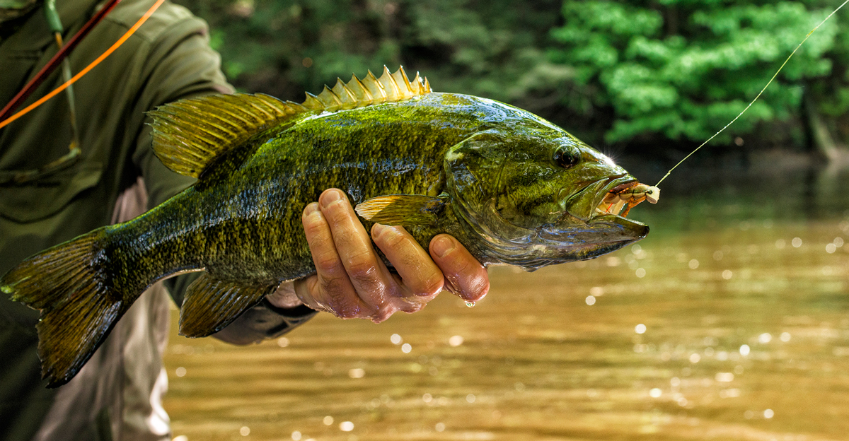 Using Trout Tactics for Smallmouth Bass - The View From Harrys Window - A  Fly Fishing Blog
