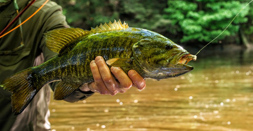 How the heck do I fish a senko!? : r/bassfishing