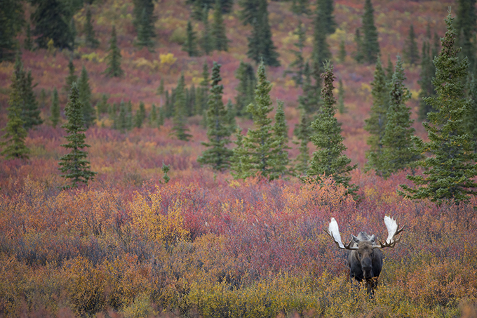 2019 Hunting Journal Part 4: Bear Meat for Thanksgiving