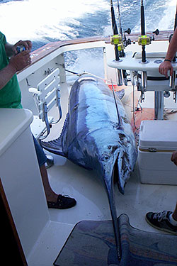 Float Rigs  Planet Sea Fishing