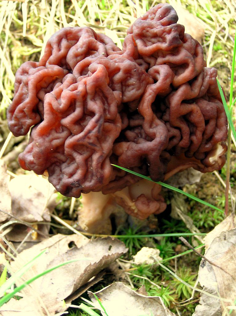 false morel mushroom