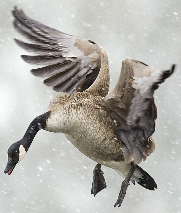 Canada goose jacket on sale made from geese