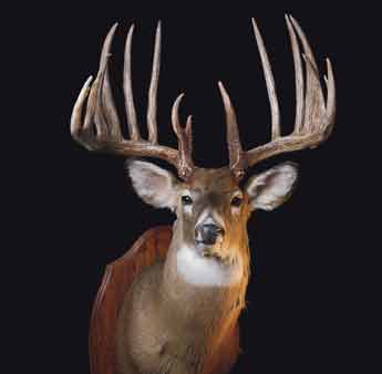 The Knife-Handle Buck