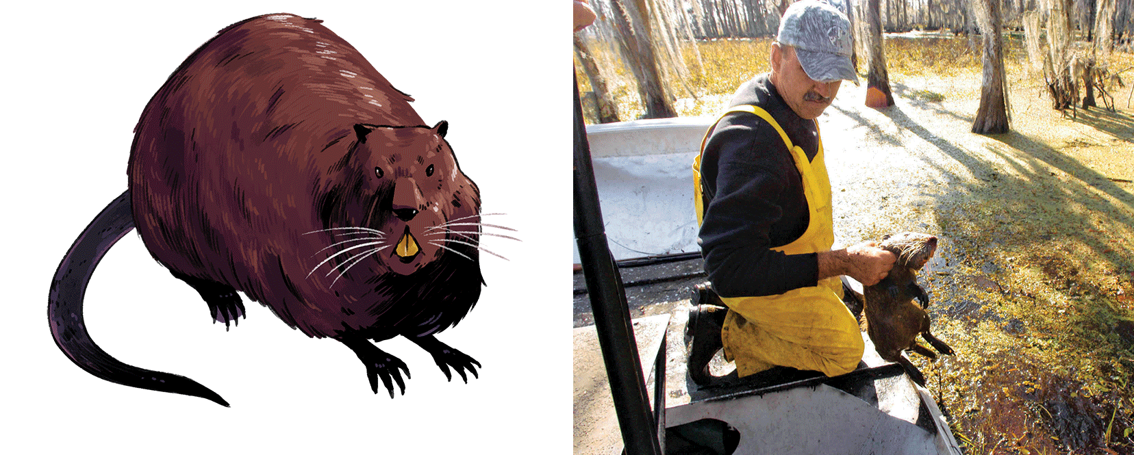 httpswww.outdoorlife.comsitesoutdoorlife.comfilesimport2016nutria.png