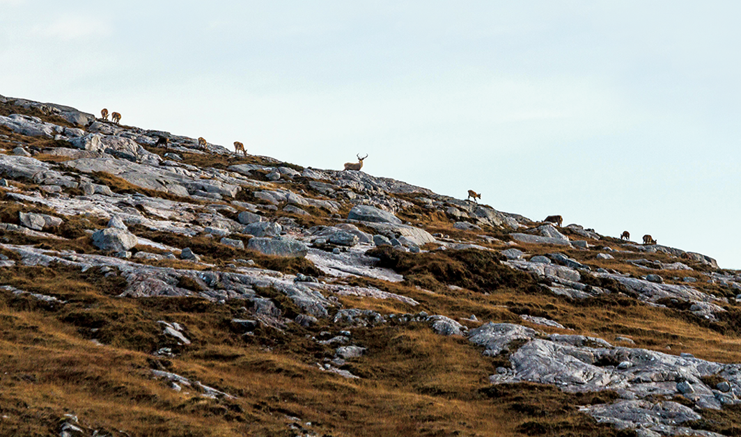 scottish stags