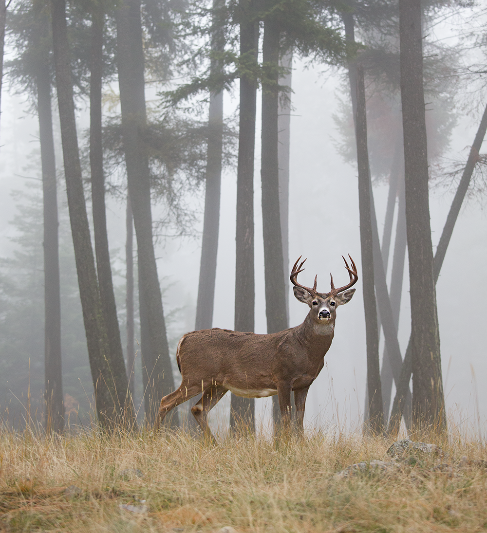 North American Model of Wildlife Conservation