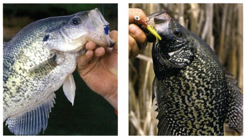 white crappie vs. black crappie