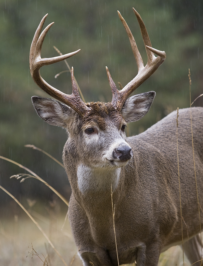 montana buck