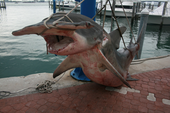 httpswww.outdoorlife.comsitesoutdoorlife.comfilesimport2014importImage2008legacyhammerhead12.jpg