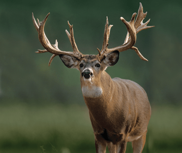 Explaining Deer Antler Abnormalities - Bowhunter