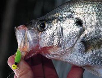 How to Never Lose Another Giant Bass Again