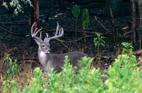 Does Your ATV Spook Deer?