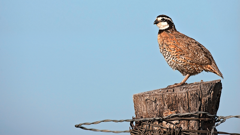 quail hunting, bobwhite quail, scaled quail, mearns quail, california quail, mountain quail, gambel's quail