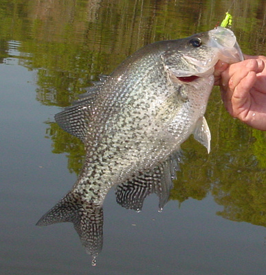 America’s Best Crappie Lakes