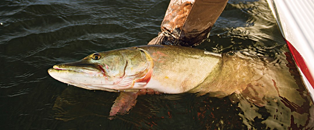 How to Catch Muskies on Topwaters