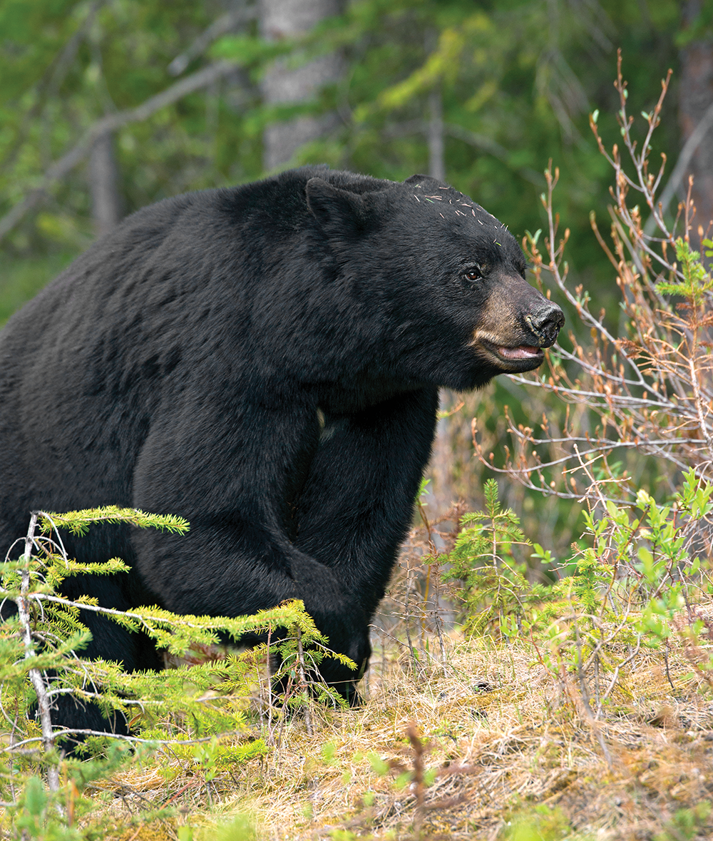 spring black bear