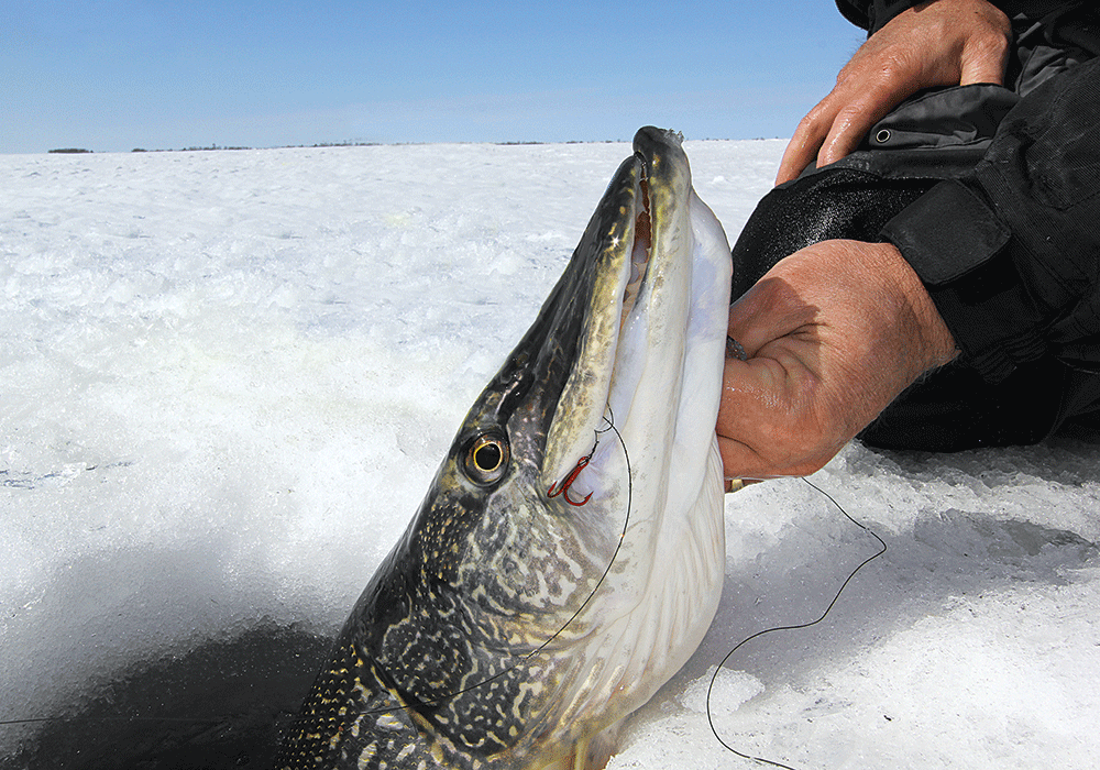 Setting up a new Tip Up : Great Lakes Ice Fishing