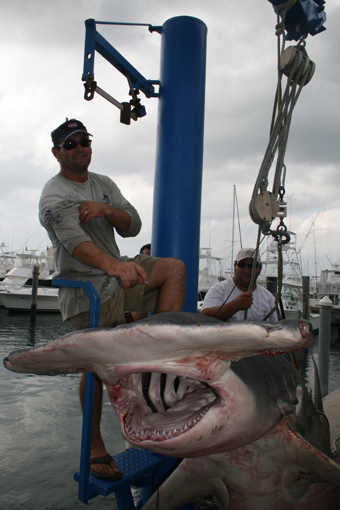 httpswww.outdoorlife.comsitesoutdoorlife.comfilesimport2014importImage2008legacyhammerhead8.jpg