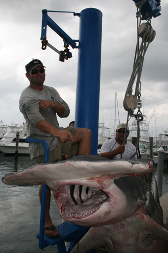 LaSharkHunter catches large Dusky Shark using Penn Senator 14/0 