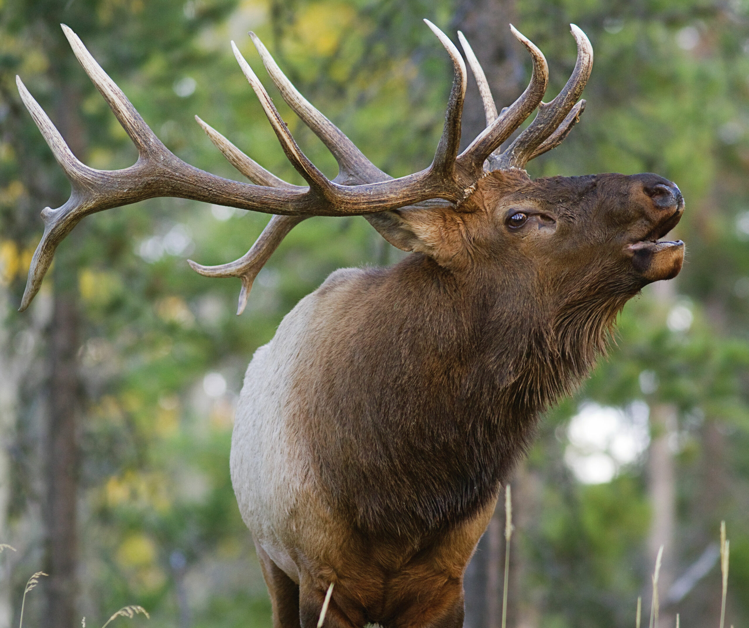 bugling trophy bull